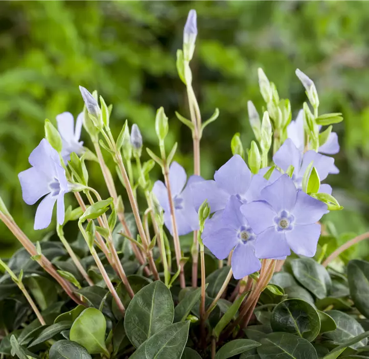 Kleinblättriges Immergrün