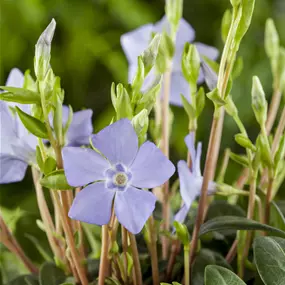 Vinca minor
