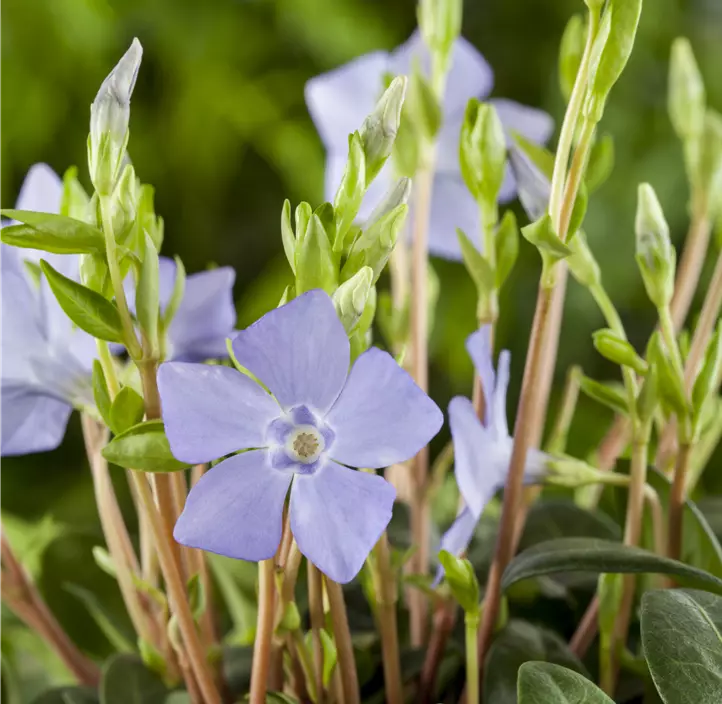 Kleinblättriges Immergrün