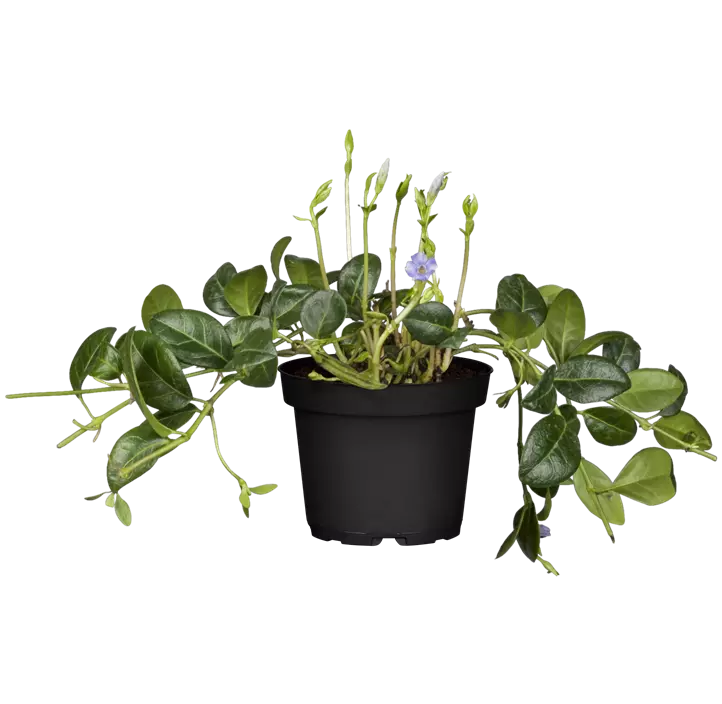 Kleinblättriges Immergrün