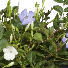 Vinca Trio