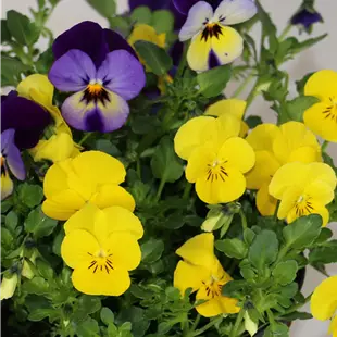 Viola cornuta Festival Colours