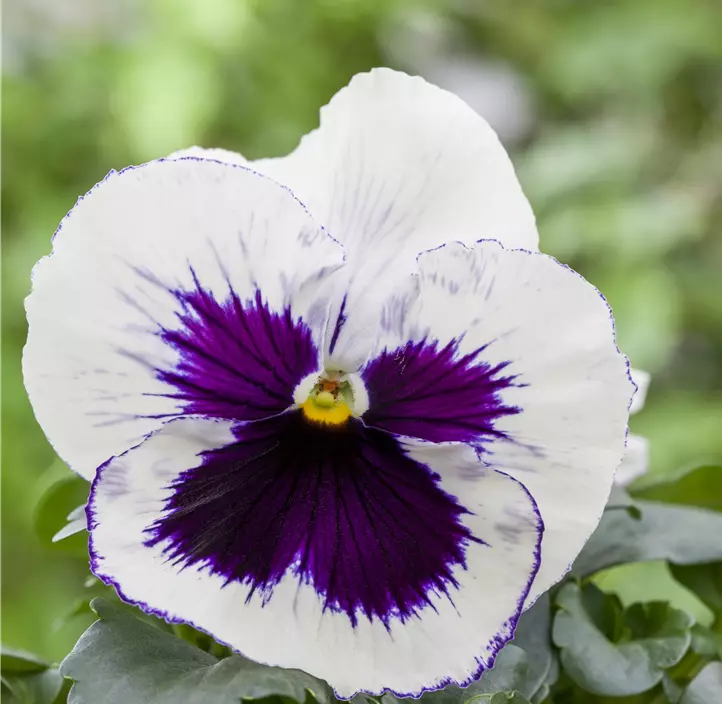 Großblütiges Garten-Stiefmütterchen