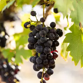 Vitis vinifera Centuri kernlos