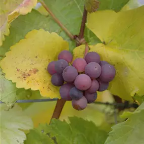 Vitis vinifera Suffolk red kernarm