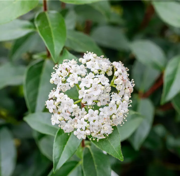 Lorbeer-Schneeball 'Eve Price'