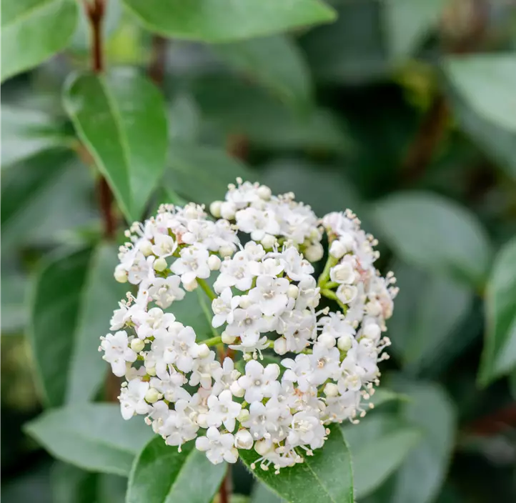 Lorbeer-Schneeball 'Eve Price'