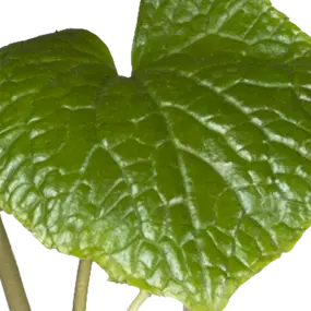 Wasabia japonica Mephisto Green