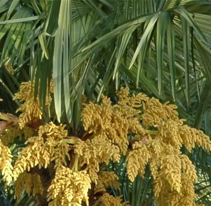 Mexikanische Washingtonpalme