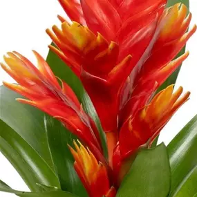 Vriesea Intenso Peach Orange