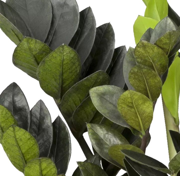 Glücksfeder 'Raven'