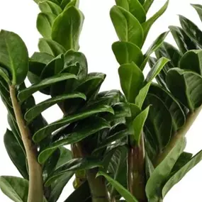 Zamioculcas zamifolia Zenzi