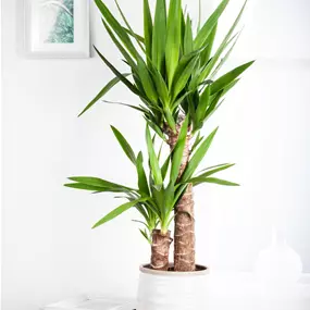 Yucca elephantipes 2-stämmig