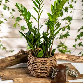 Zamioculcas zamiifol.