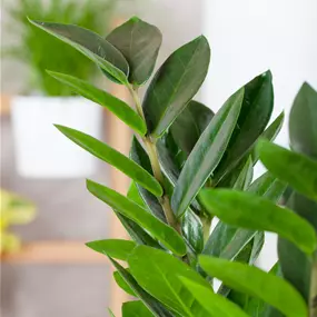 Zamioculcas zamiifolia