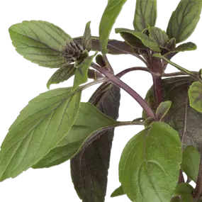 Ocimum basilicum
