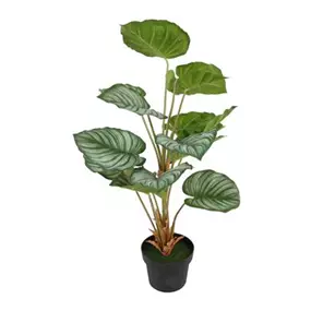 Alocasia Sarawakensis