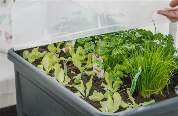 Kunststoff Hochbeet mit Salatpflanzen und Kräuter
