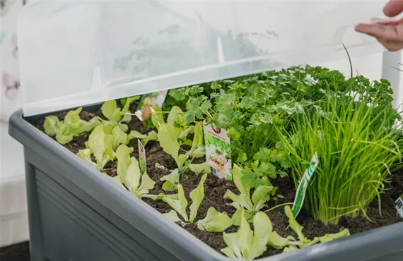 Kunststoff Hochbeet mit Salatpflanzen und Kräuter