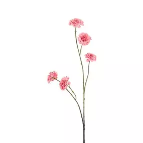 Zinnia
