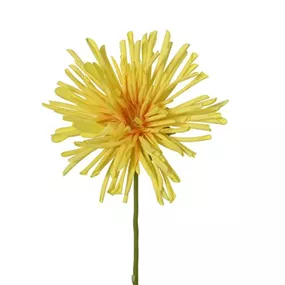 Spinnenchrysantheme