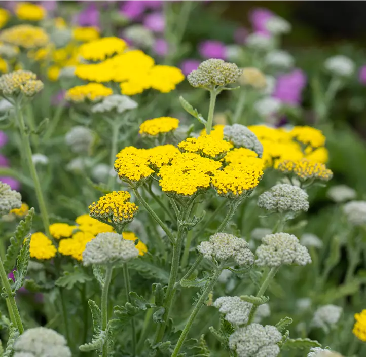 Garten-Goldquirl-Garbe 'Moonshine'