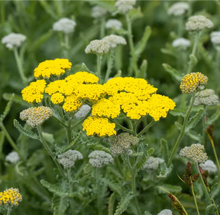 Garten-Goldquirl-Garbe 'Moonshine'