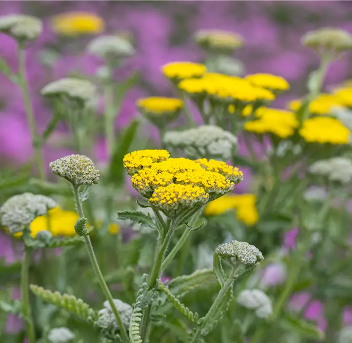 Garten-Goldquirl-Garbe 'Moonshine'