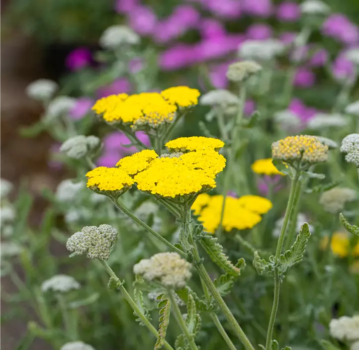 Garten-Goldquirl-Garbe 'Moonshine'