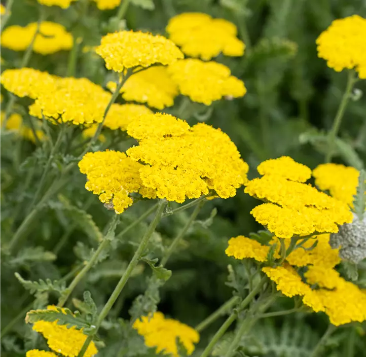 Garten-Goldquirl-Garbe 'Moonshine'