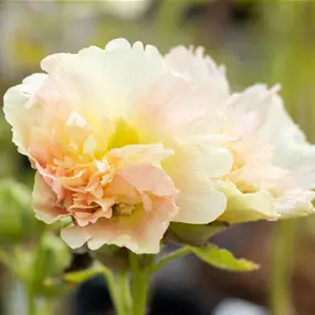 Alcea rosea Spring Celebrities Apricot