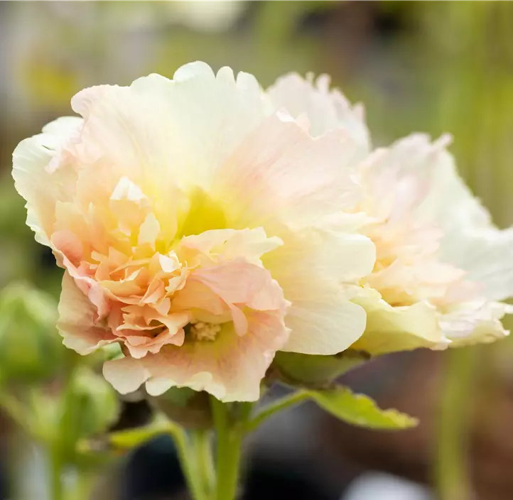 Gefülltblühende Stockrose 'Spring Celebrities Apricot'