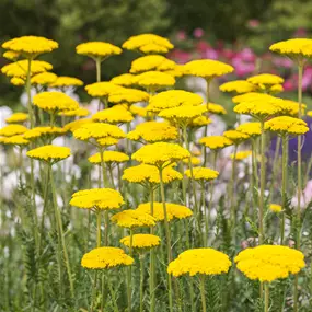 Achillea filipendulina Cloth of Gold