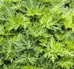 Aconitum napellus Album