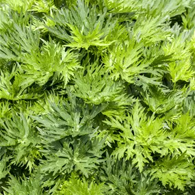 Aconitum napellus Album