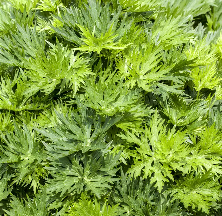 Garten-Eisenhut 'Album'