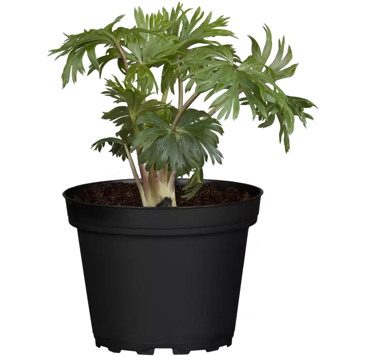 Gewöhnlicher Eisenhut