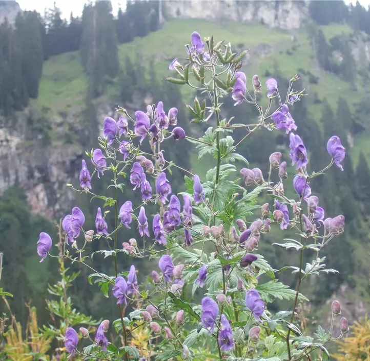 Gewöhnlicher Eisenhut