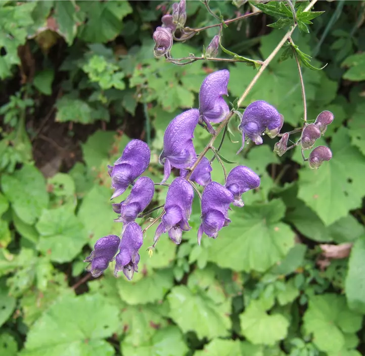 Gewöhnlicher Eisenhut