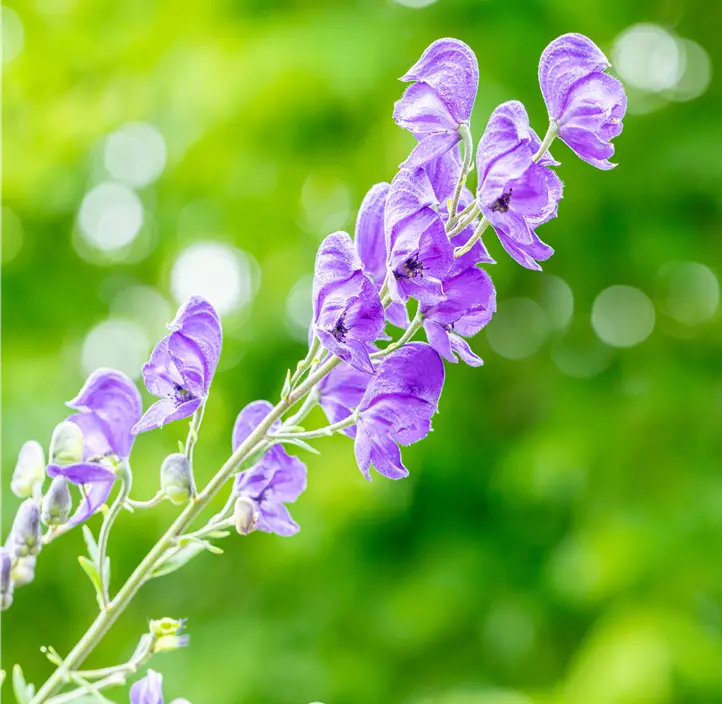 Gewöhnlicher Eisenhut