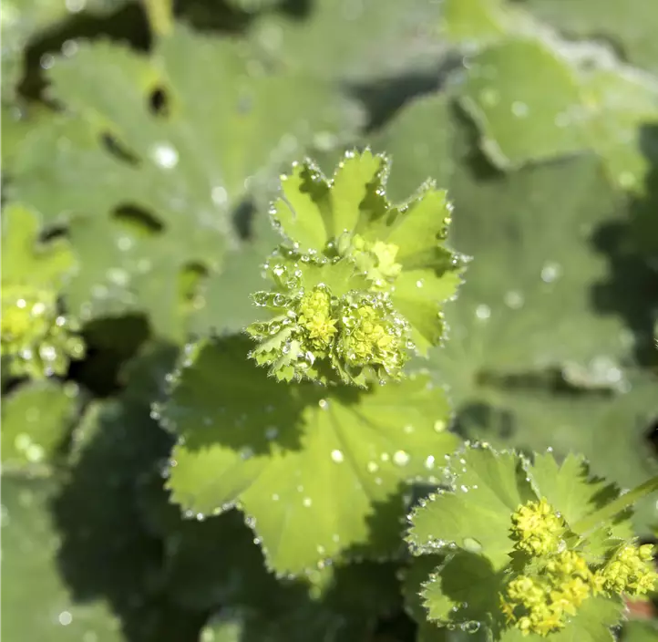 Großblättriger Frauenmantel 'Thriller'