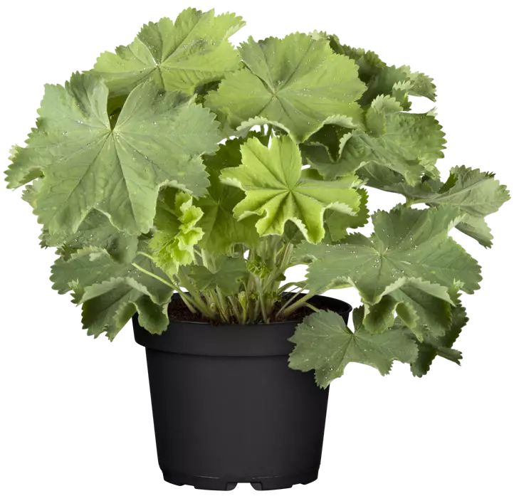 Großblättriger Frauenmantel 'Thriller'