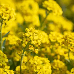 Alyssum montanum Berggold