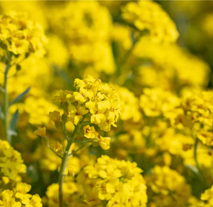 Garten-Berg-Steinkraut 'Berggold'