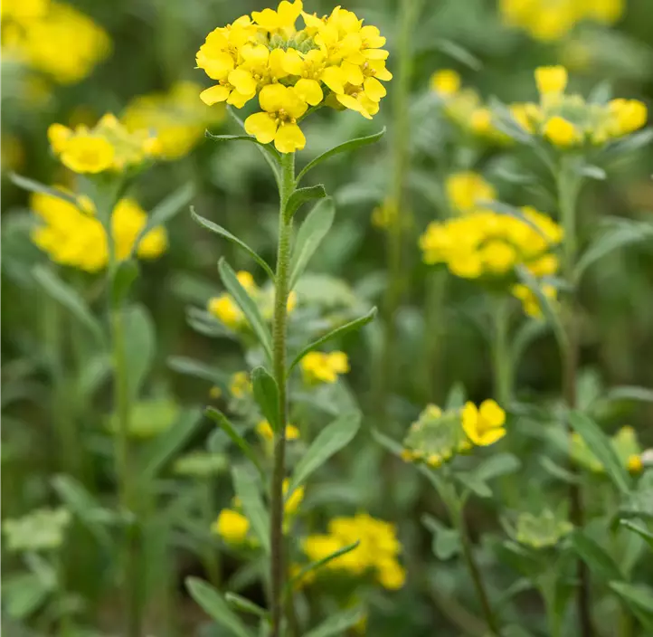 Garten-Berg-Steinkraut 'Berggold'