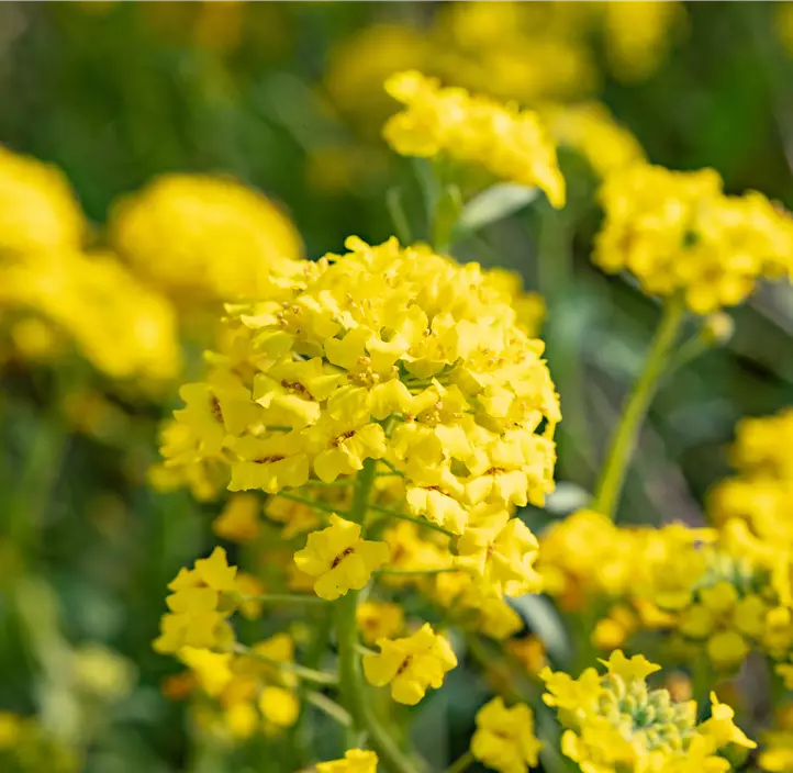 Garten-Berg-Steinkraut 'Berggold'