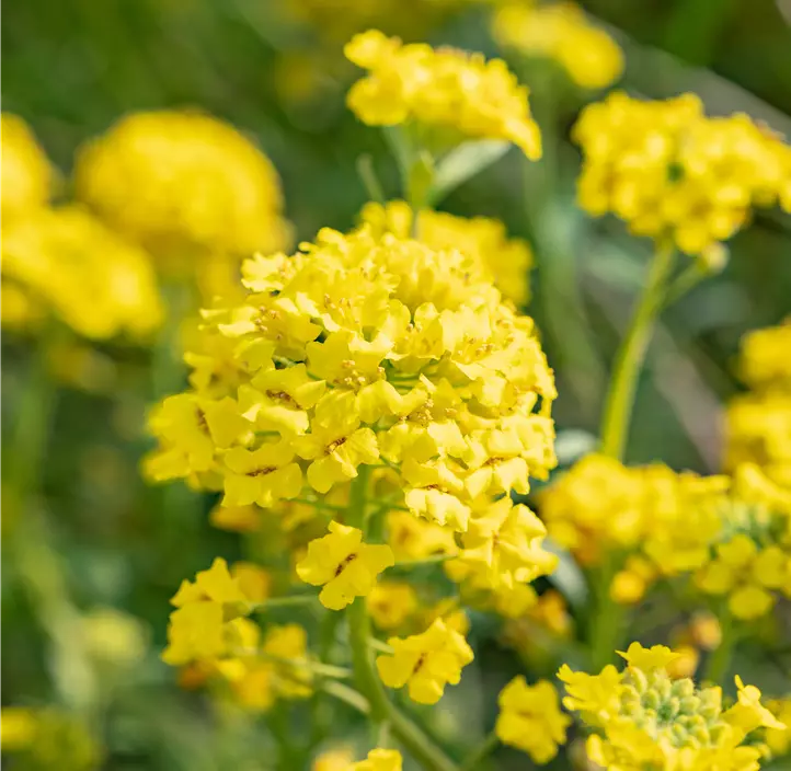 Garten-Berg-Steinkraut 'Berggold'