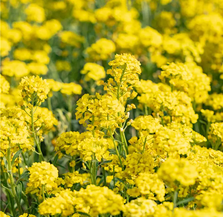 Garten-Berg-Steinkraut 'Berggold'