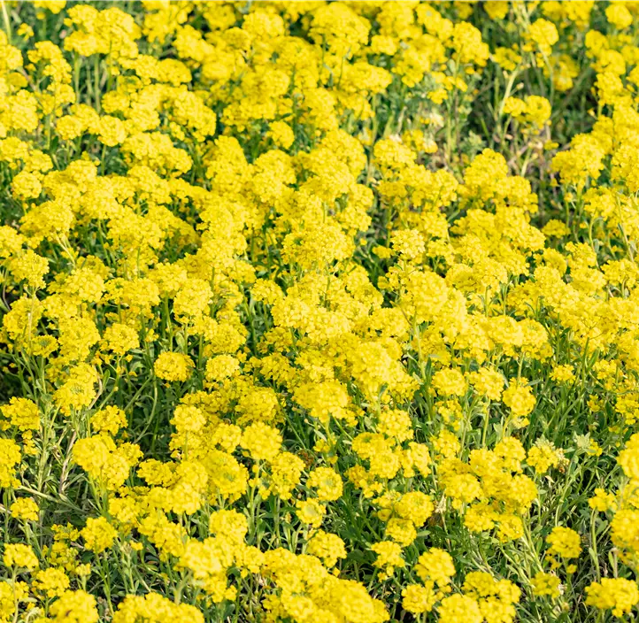 Garten-Berg-Steinkraut 'Berggold'
