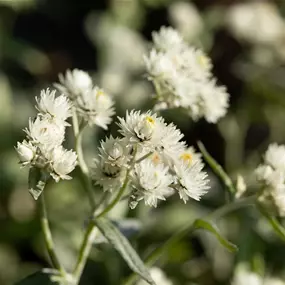 Anaphalis triplinervis Silver Wave